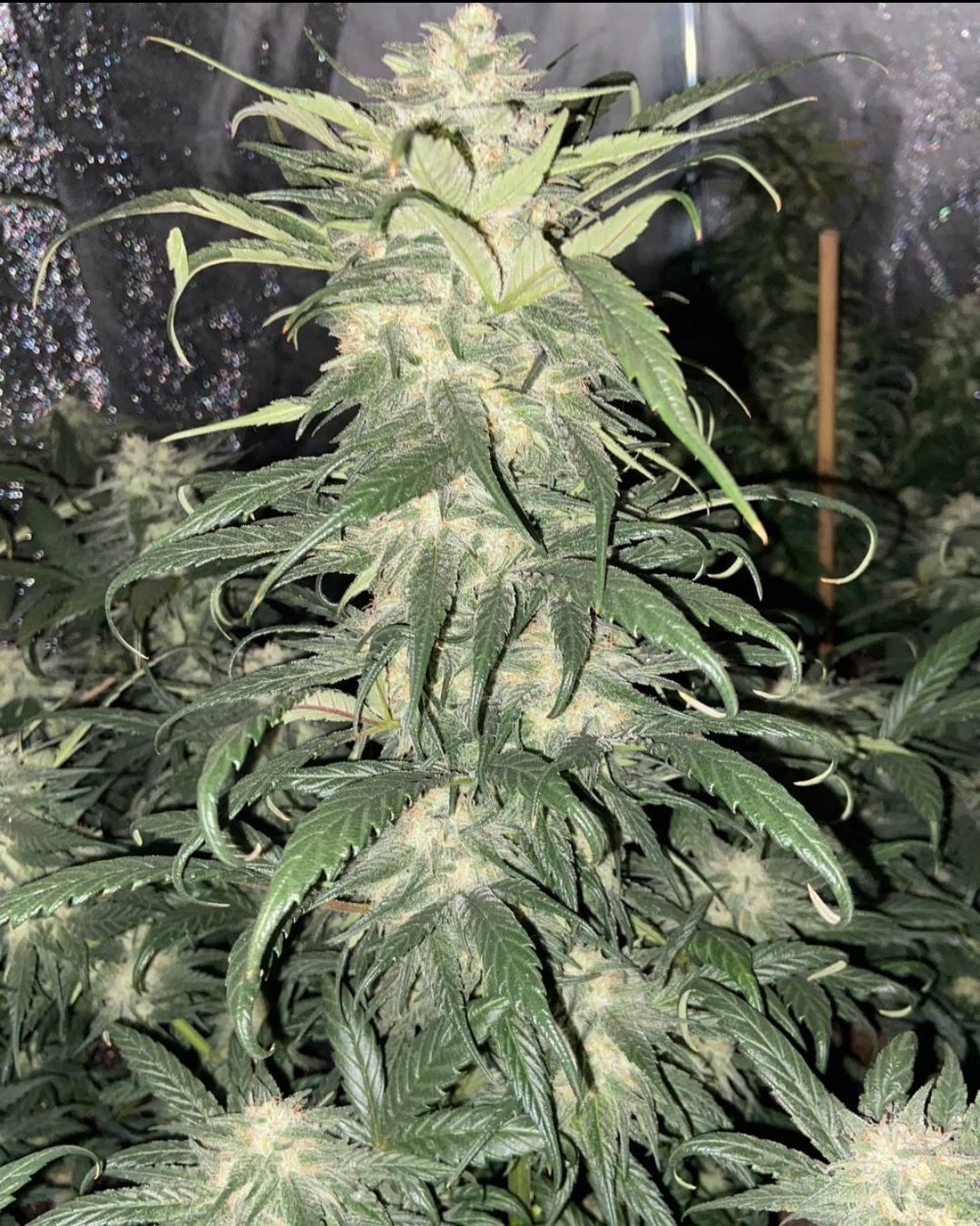 KC Brains Auto